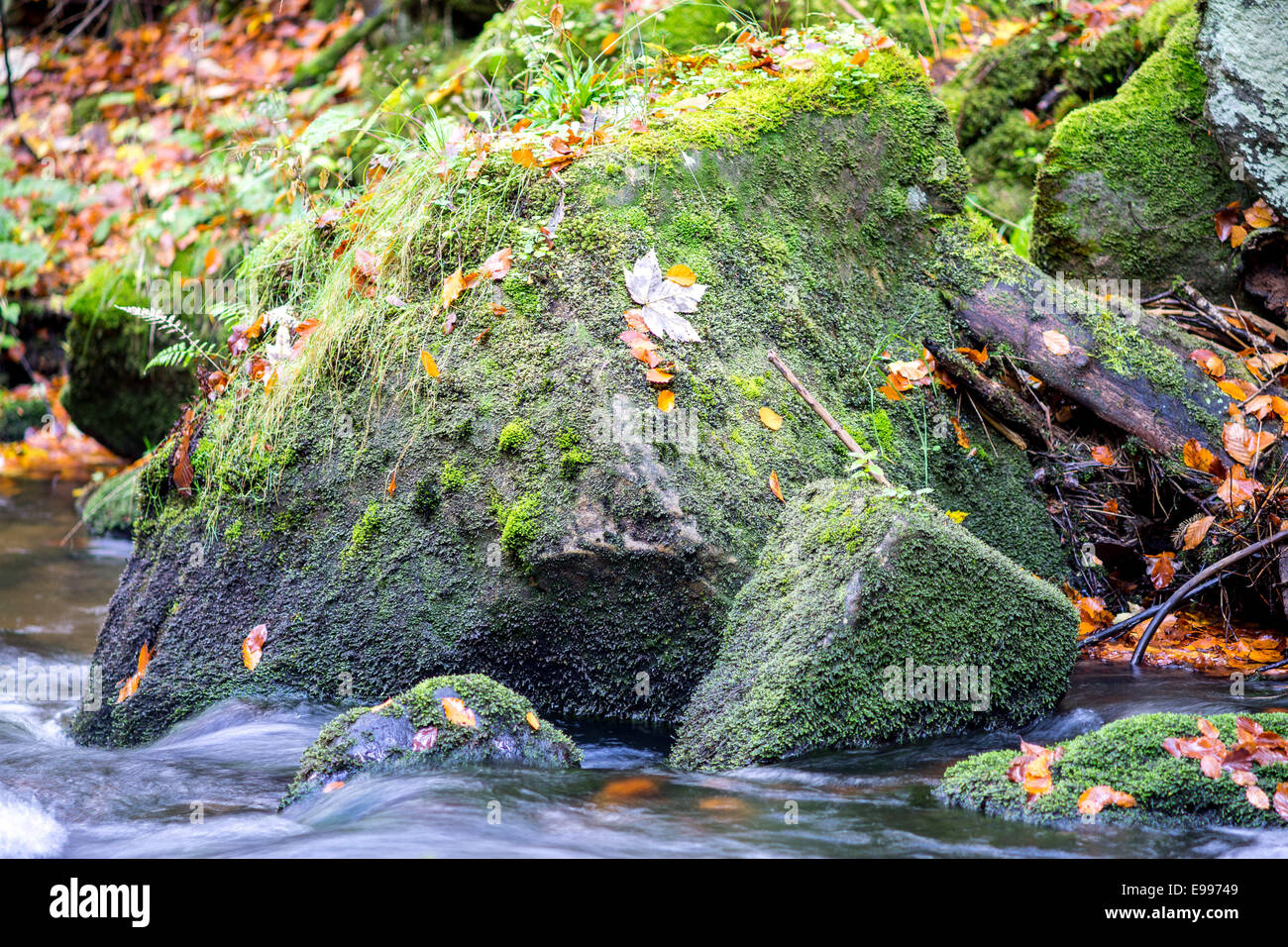 Boulder covered with moss and fallen leaves and running water Stock Photo