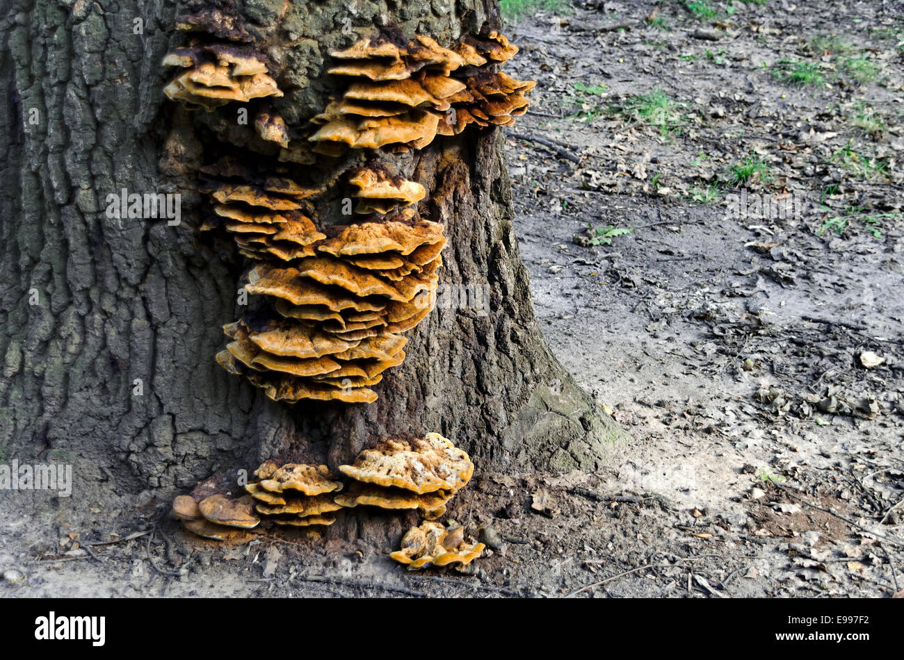 Reishi Mushroom (Ganoderma lucidum) in the forest. Stock Photo