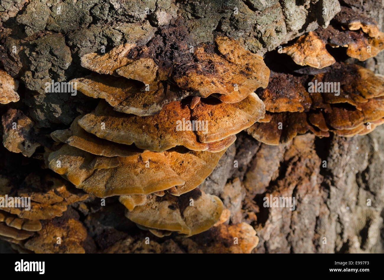 Reishi Mushroom (Ganoderma lucidum) in the forest. Stock Photo