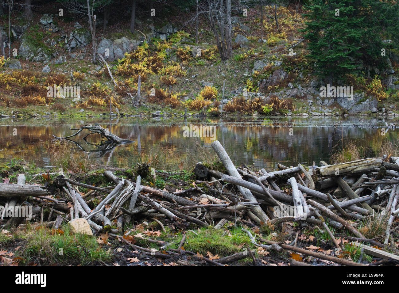 A view of a beaver pond. Stock Photo