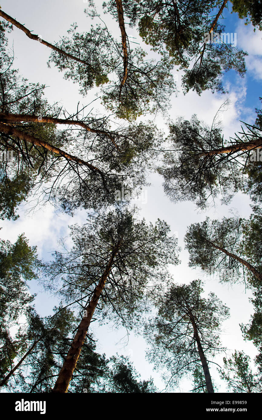 Forest canopy fisheye hi-res stock photography and images - Alamy