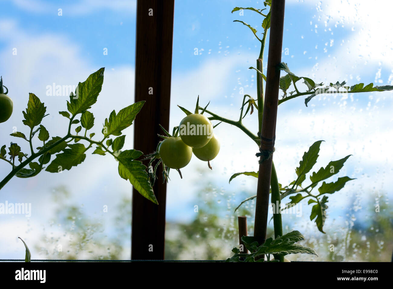 Unripe tomatoes in a greenhouse Stock Photo