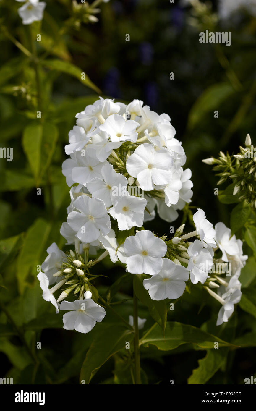 Phlox paniculata 'White Admiral' Stock Photo