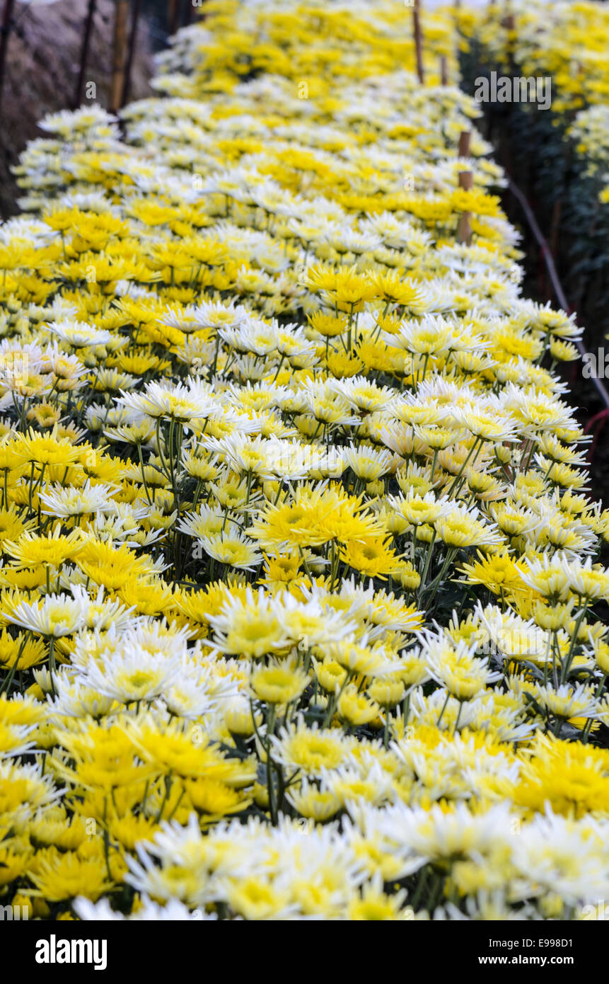 Chrysanthemum Morifolium flowers garden on Doi Inthanon mountain in Chiang Mai province of Thailand. Stock Photo