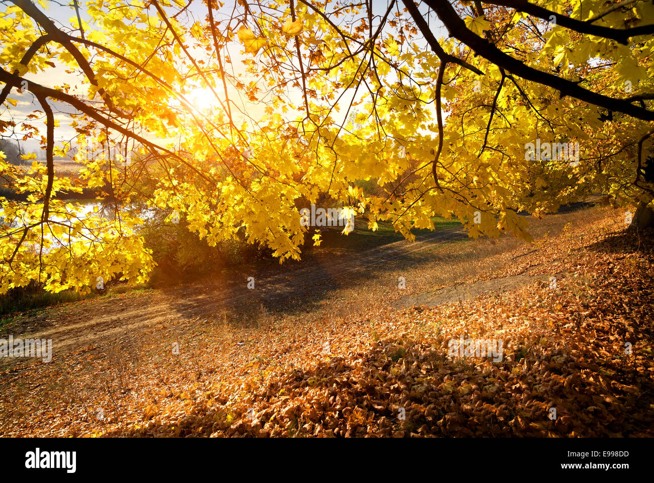 Beautiful autumn in the forest hi-res stock photography and images - Alamy