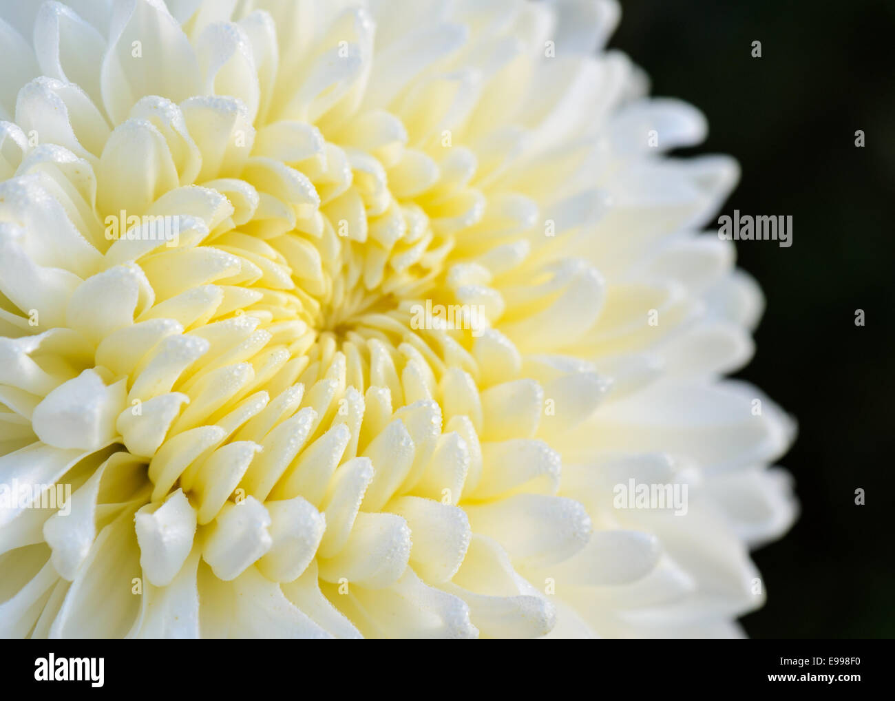 Close up middle of light yellow Chrysanthemum Morifolium flowers wet