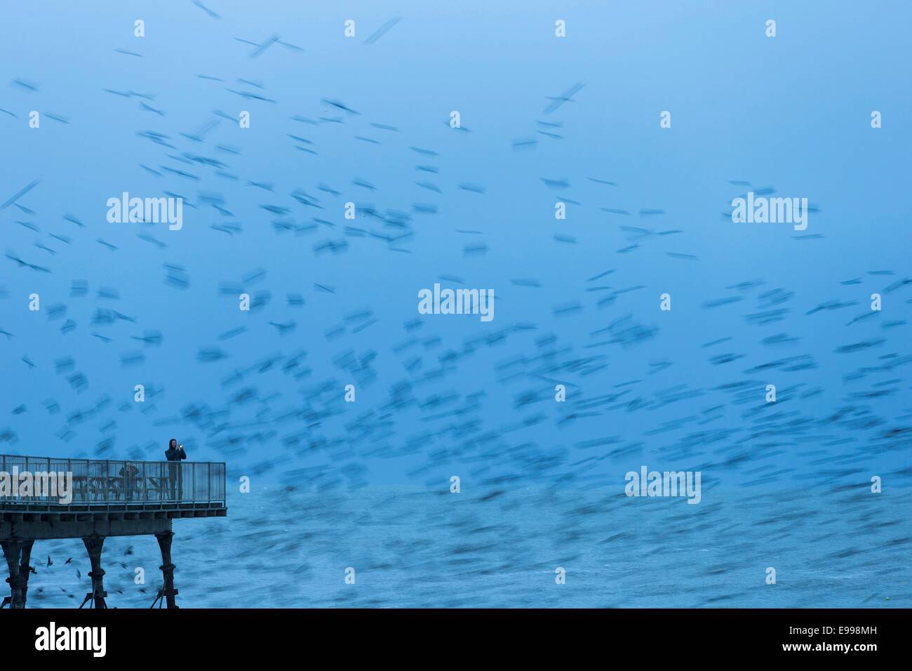An urban starling murmuration over the pier on Aberystwyth promenade. Stock Photo
