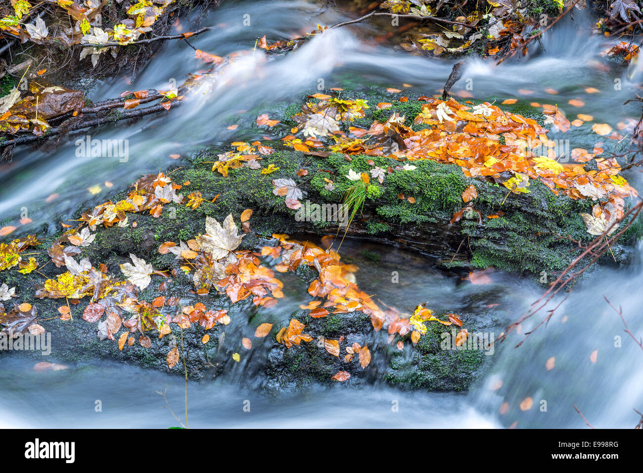 Boulder covered with moss and fallen leaves and running water Stock Photo