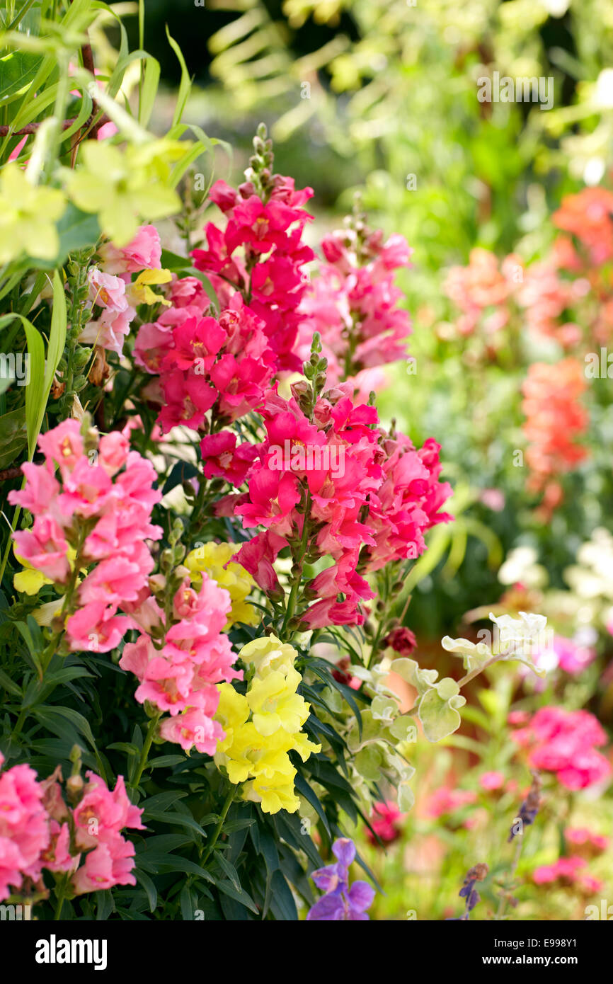 Antirhinnum - Snapdragons in an English garden Stock Photo
