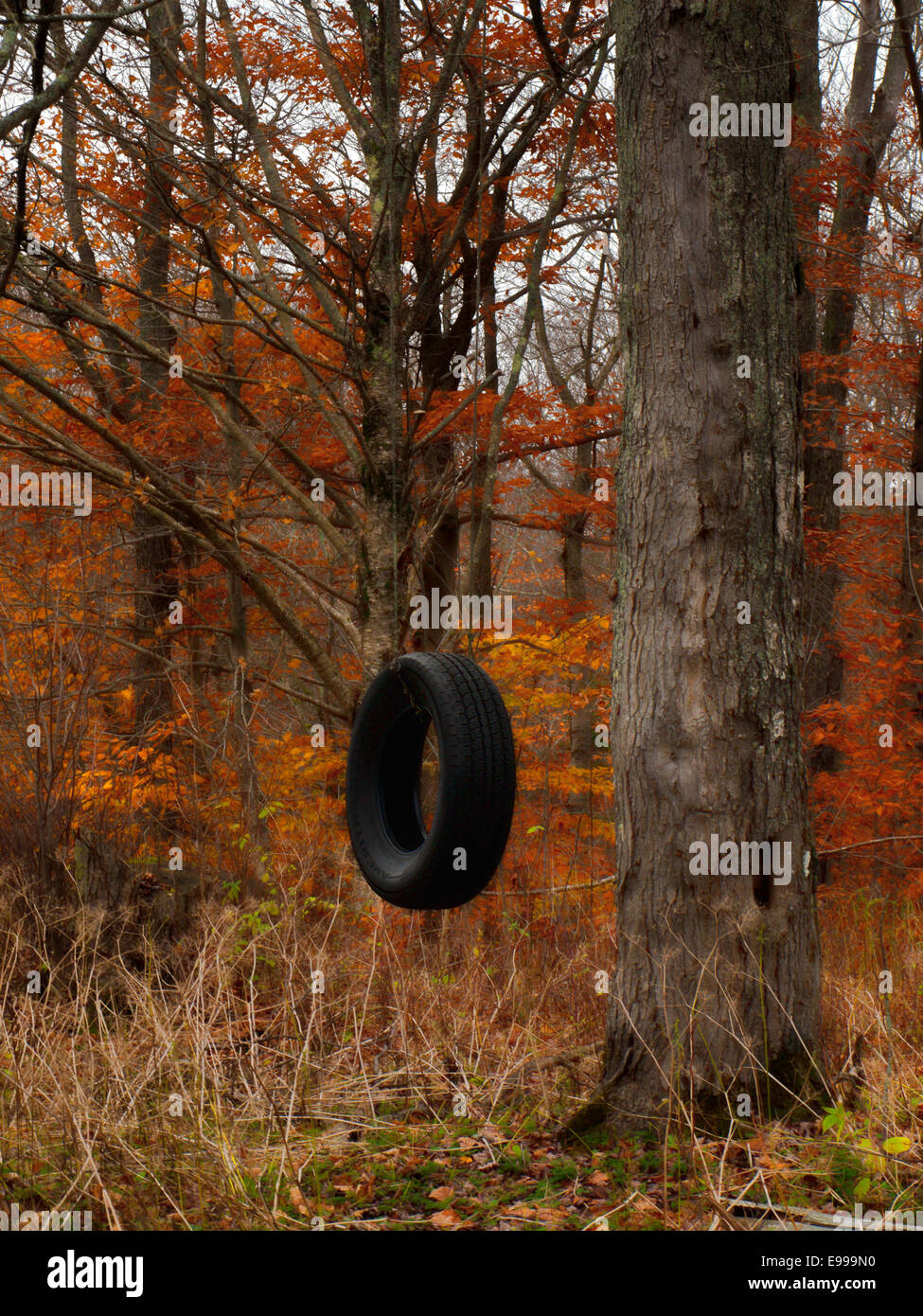 tire swing amid autumn foliage Stock Photo