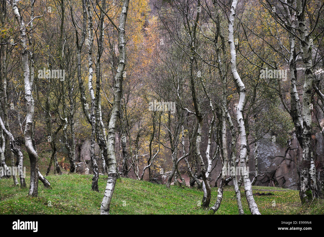 Silver Birch trees in Bolehill quarry in the Peak District, Derbyshire. Stock Photo
