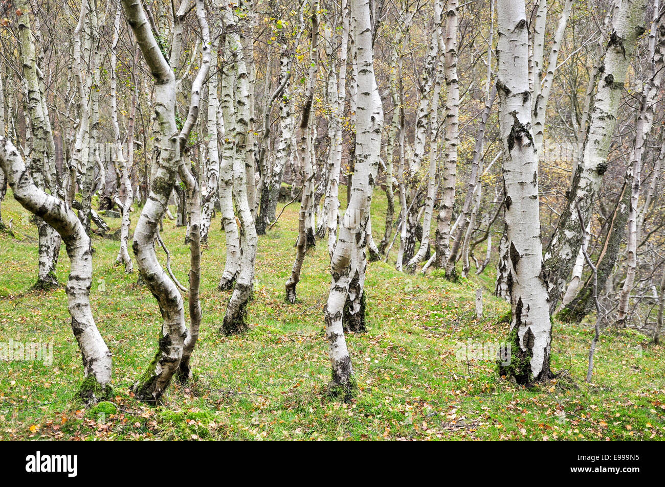 Silver Birch trees with white bark in Bolehill quarry near Hathersage in the Peak District, Derbyshire, England. Stock Photo