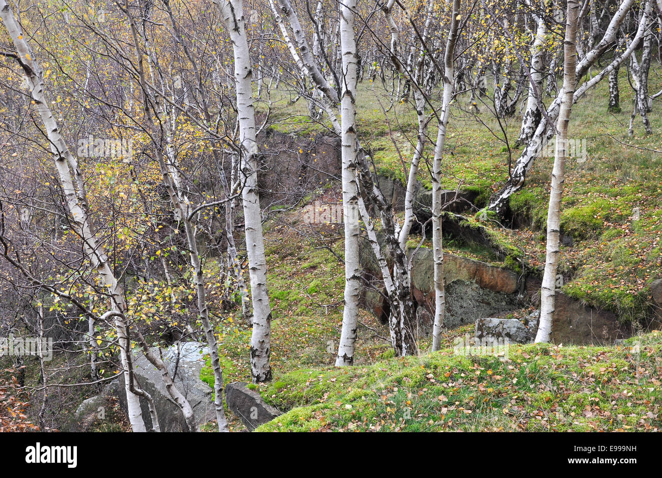 Silver Birch trees on the edge of the quarry at Bolehill in the Peak District in Autumn. Stock Photo