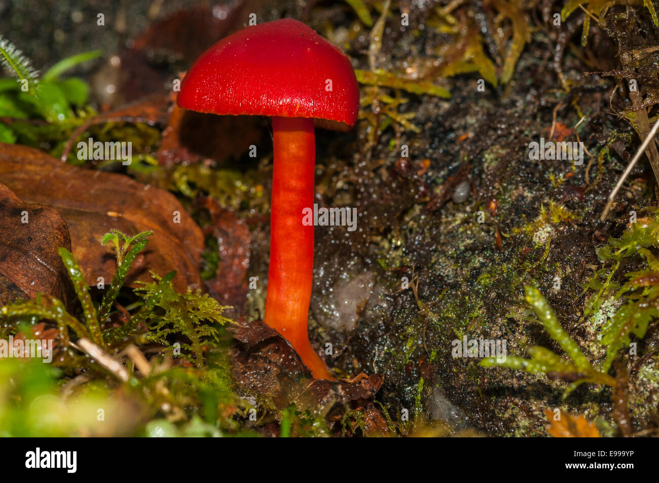 A photograph taken with a flash of a specimen of Scarlet Waxcap, Hygrocybe coccinea, I think. Stock Photo