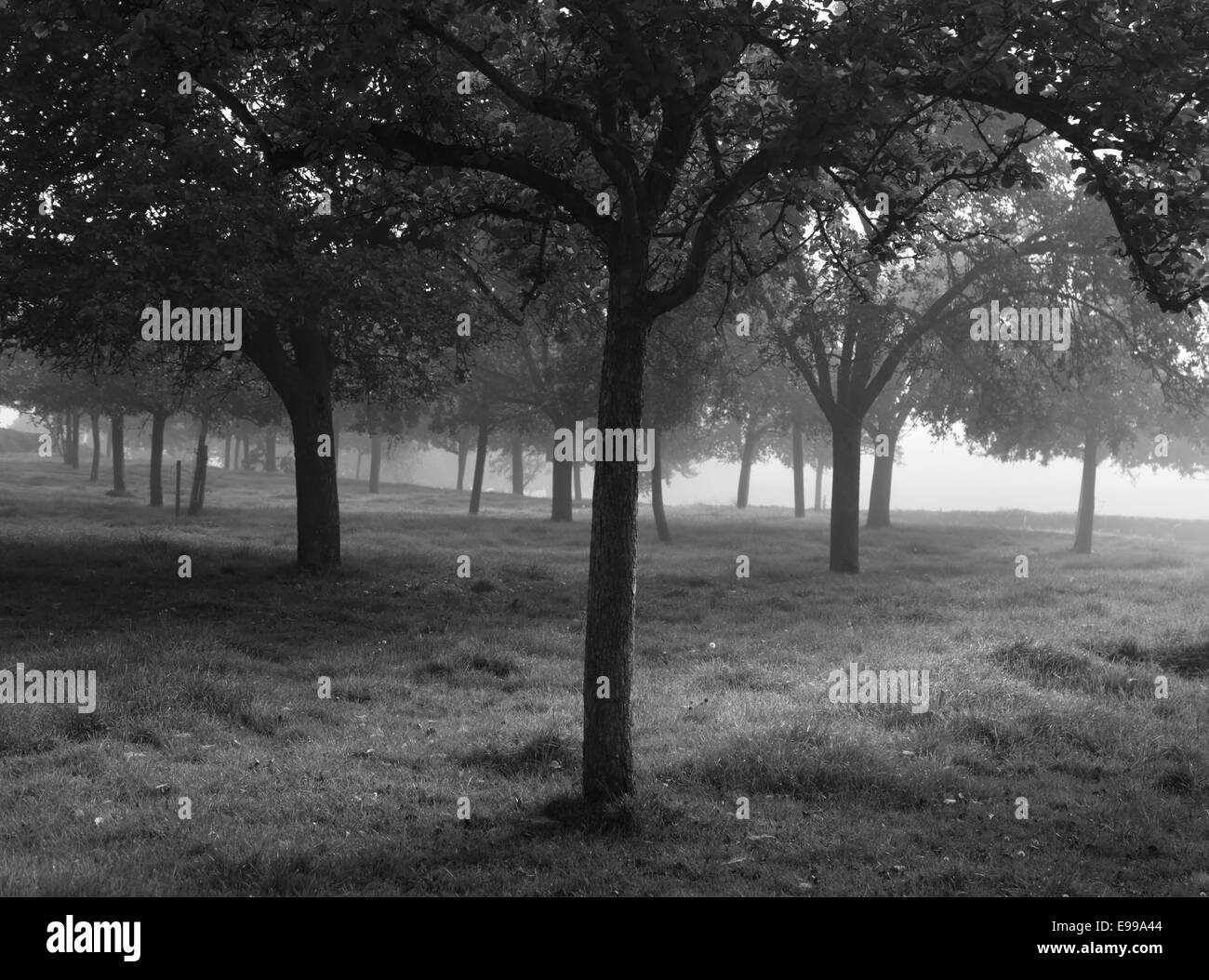 Misty British cider apple orchard in early morning light of dawn in the Wye Valley in Herefordshire, England. Stock Photo