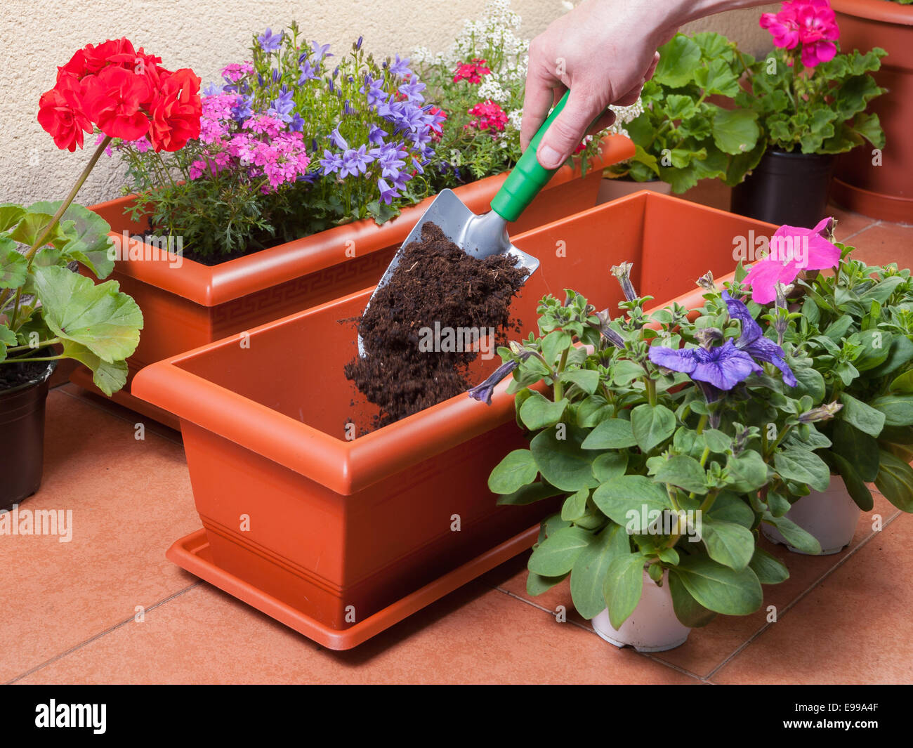 Transplanting plants flowers in a terrace Stock Photo Alamy
