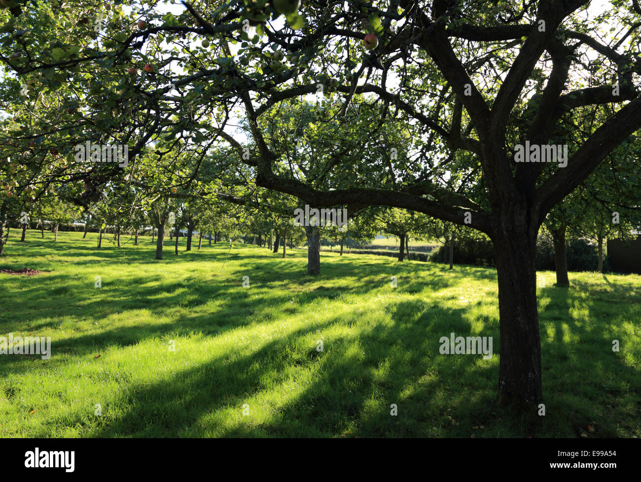 Bright morning sun streaming through an old cider orchard in Herefordshire Stock Photo