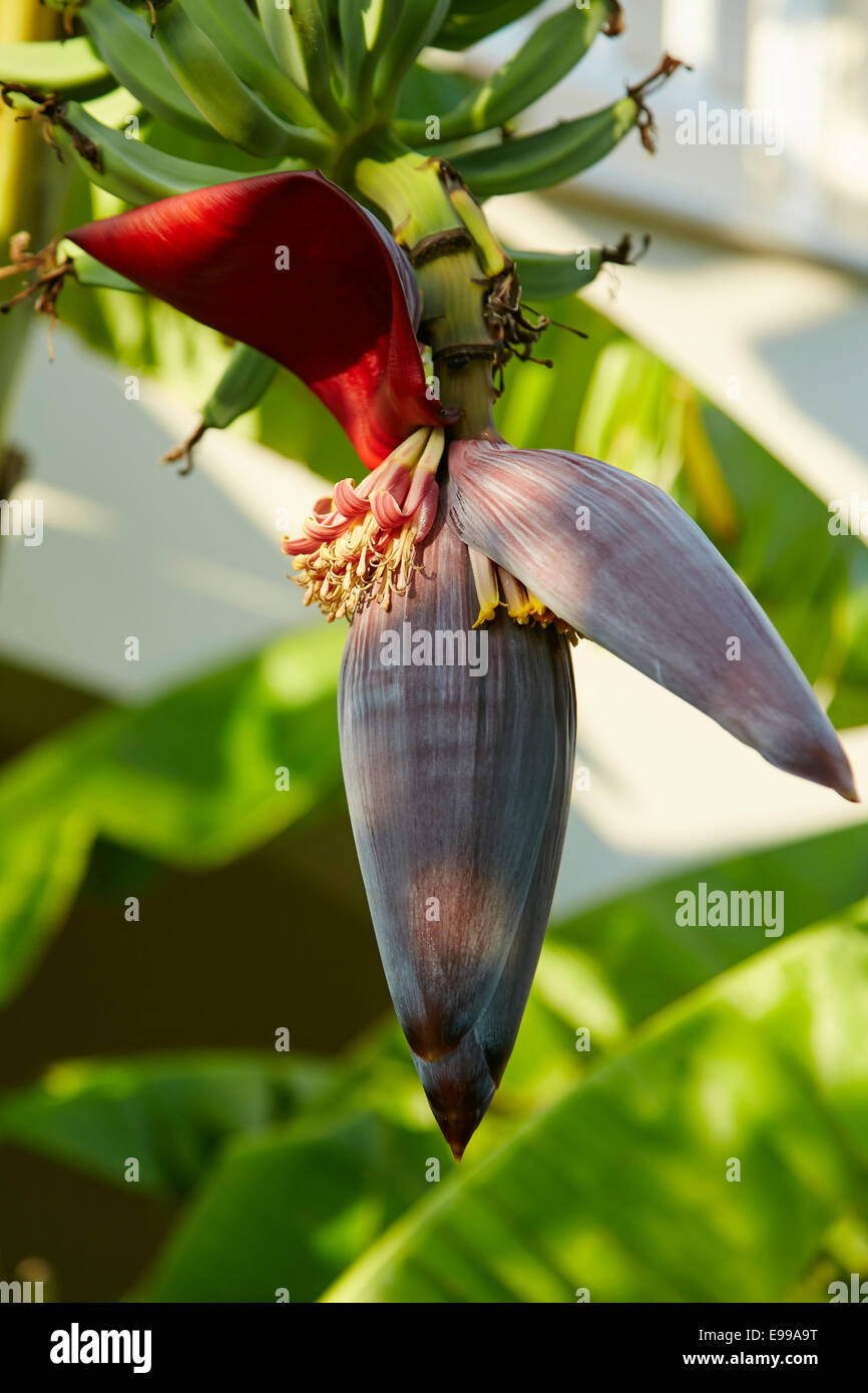 Banana Plant Stock Photo - Alamy