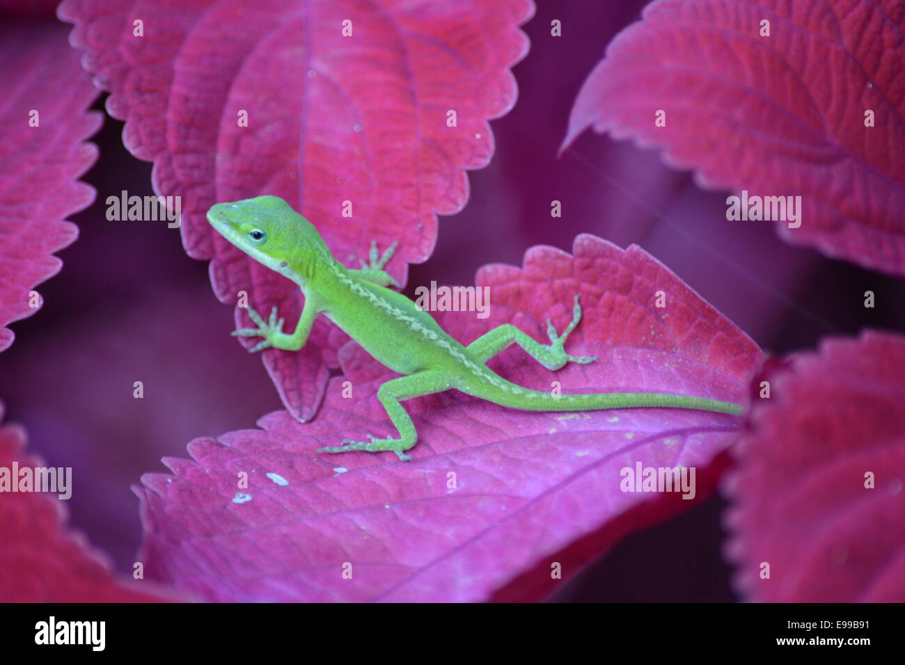 gecko on leaves looking for food Stock Photo