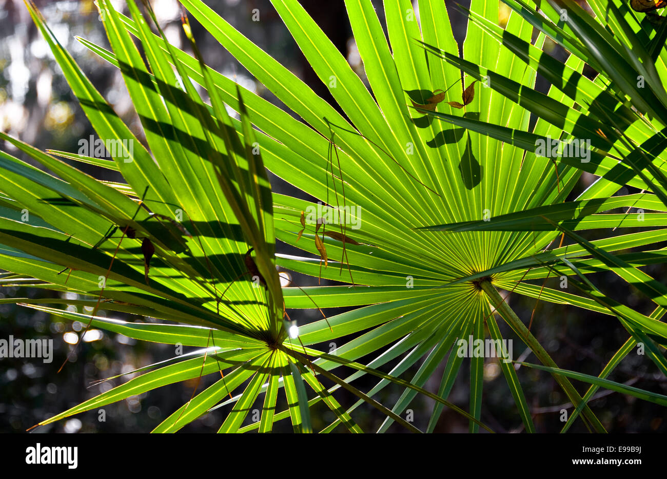 Benign prostatic hyperplasia hi-res stock photography and images - Alamy