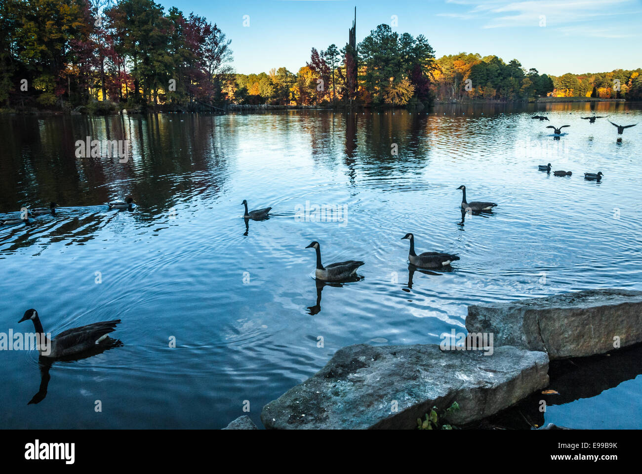Canada geese landing on water hi-res stock photography and images - Alamy