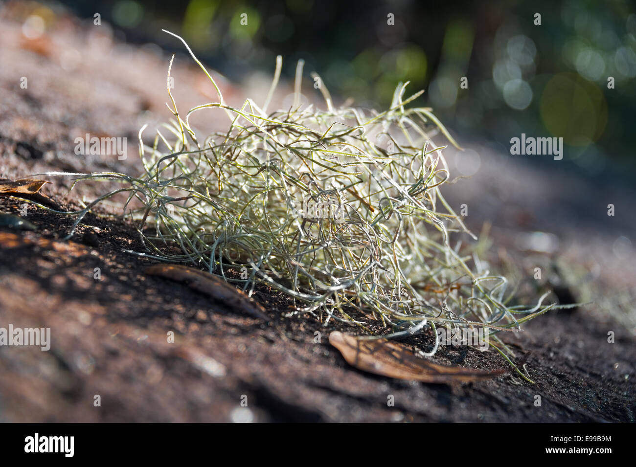 Sunlit tangle of Spanish Moss in the Timucuan Ecological and Historic Preserve at Jacksonville, Florida. Stock Photo