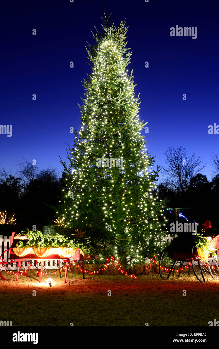 Outdoor Christmas Trees have been decorated with white lights and shot