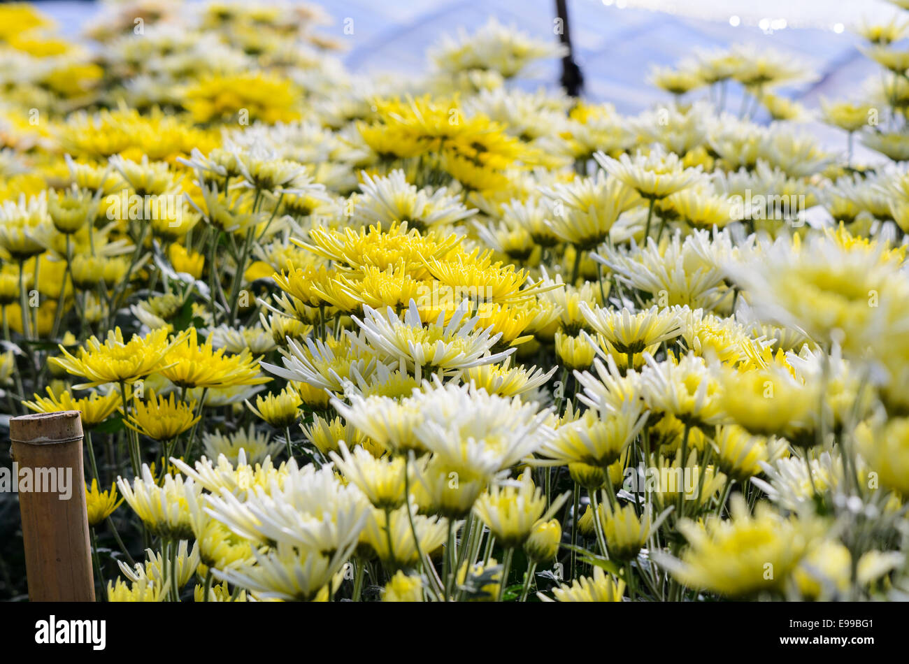 Chrysanthemum Morifolium flowers garden on Doi Inthanon mountain in Chiang Mai province of Thailand. Stock Photo