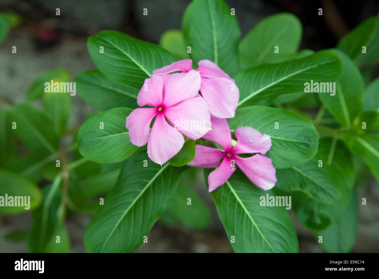 Plant life at National Botanic Gardens, Port Moresby, Papua New Guinea Stock Photo