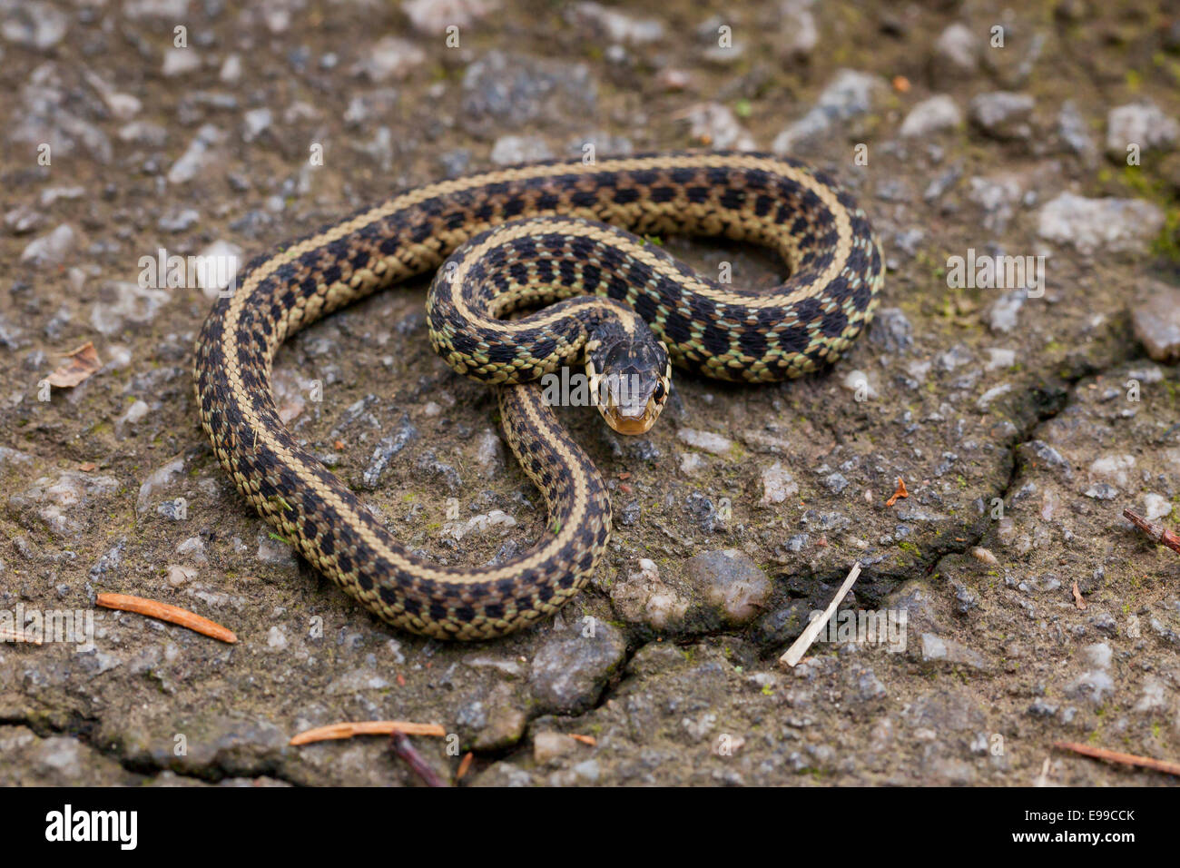 Young Eastern Garter snake (Thamnophis sirtalis sirtalis) on pavement - Virginia USA Stock Photo