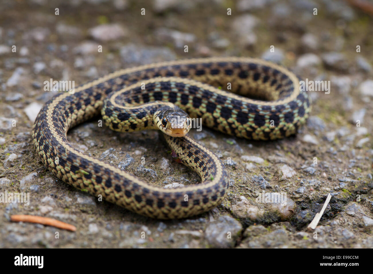 Young Eastern Garter snake (Thamnophis sirtalis sirtalis) on pavement - Virginia USA Stock Photo
