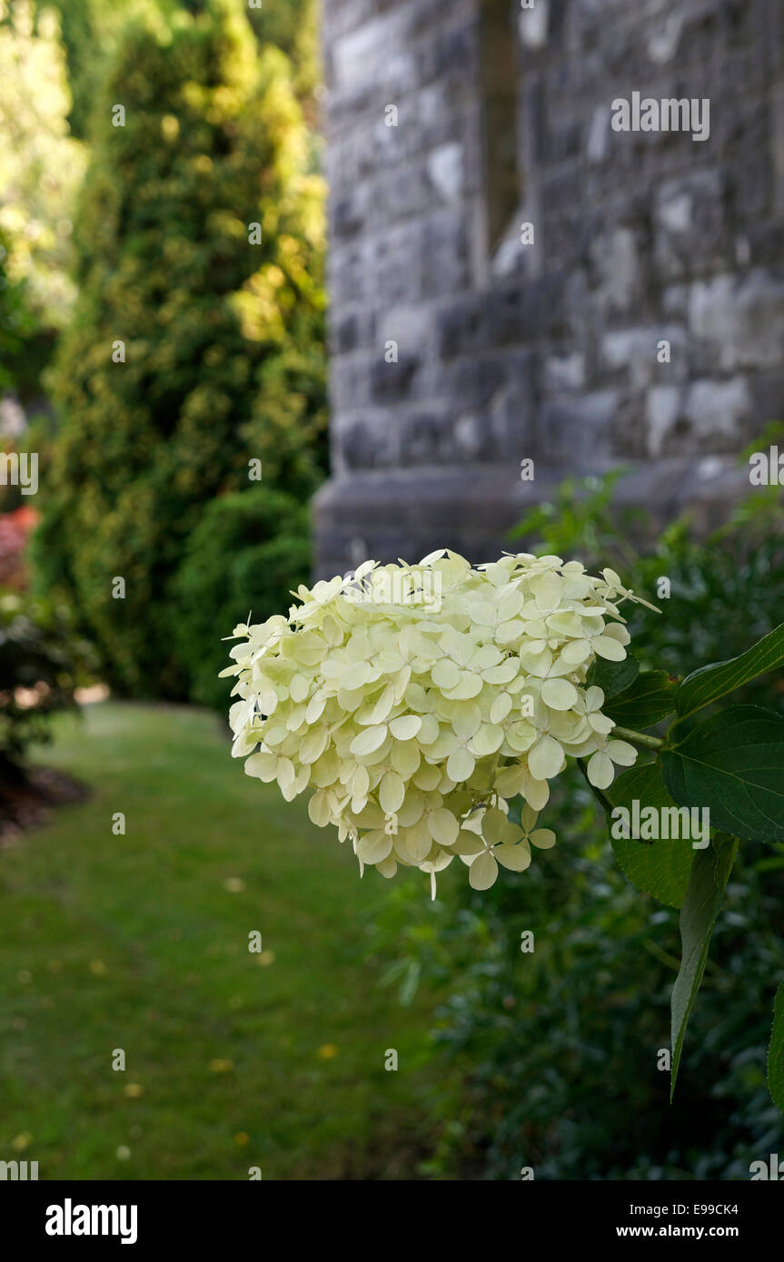 Hydrangeas in church hi-res stock photography and images - Alamy