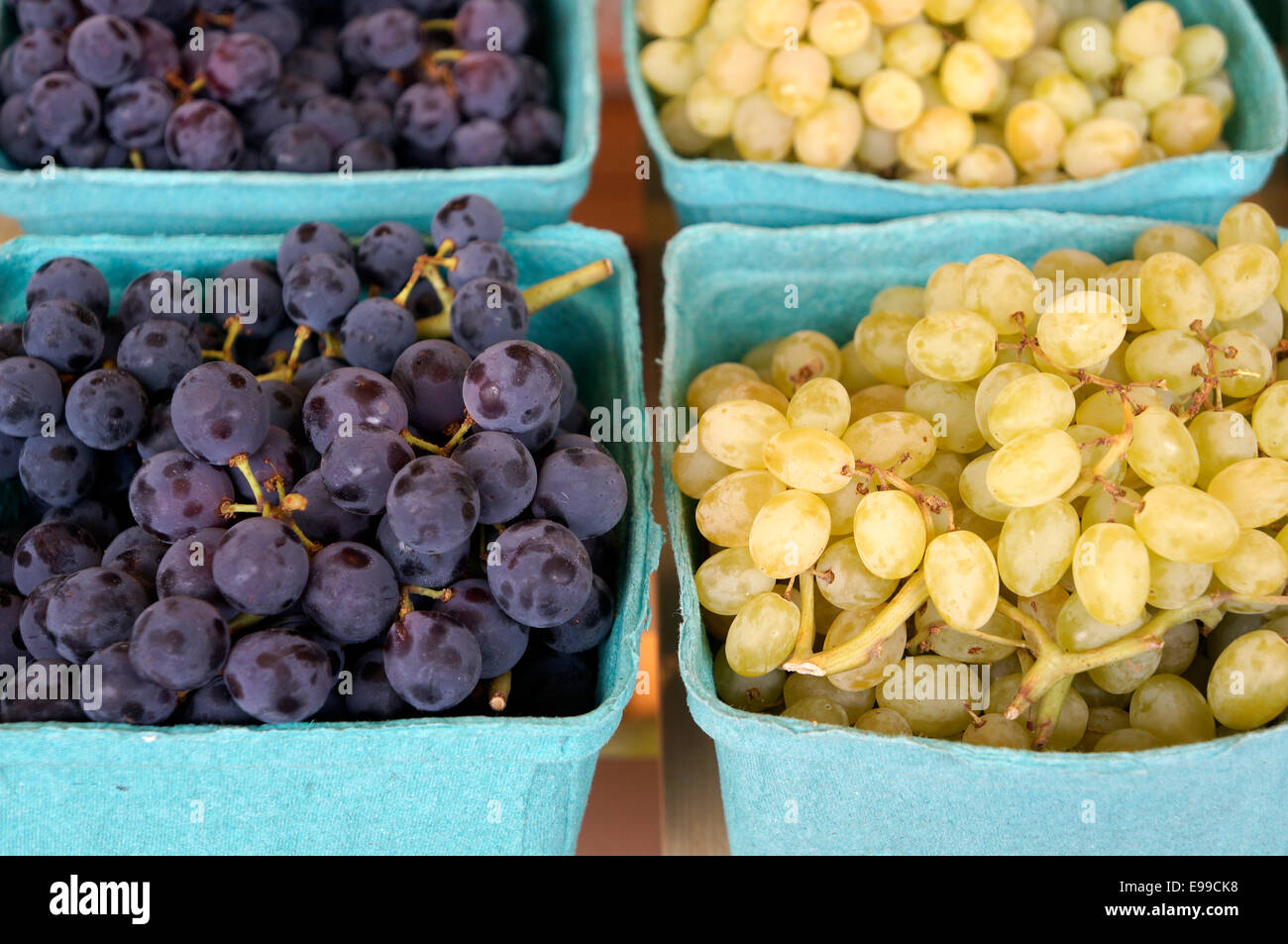 Boxes of purple coronation grapes and green champagne grapes from the Okanagan Valley in British Columbia, Canada Stock Photo