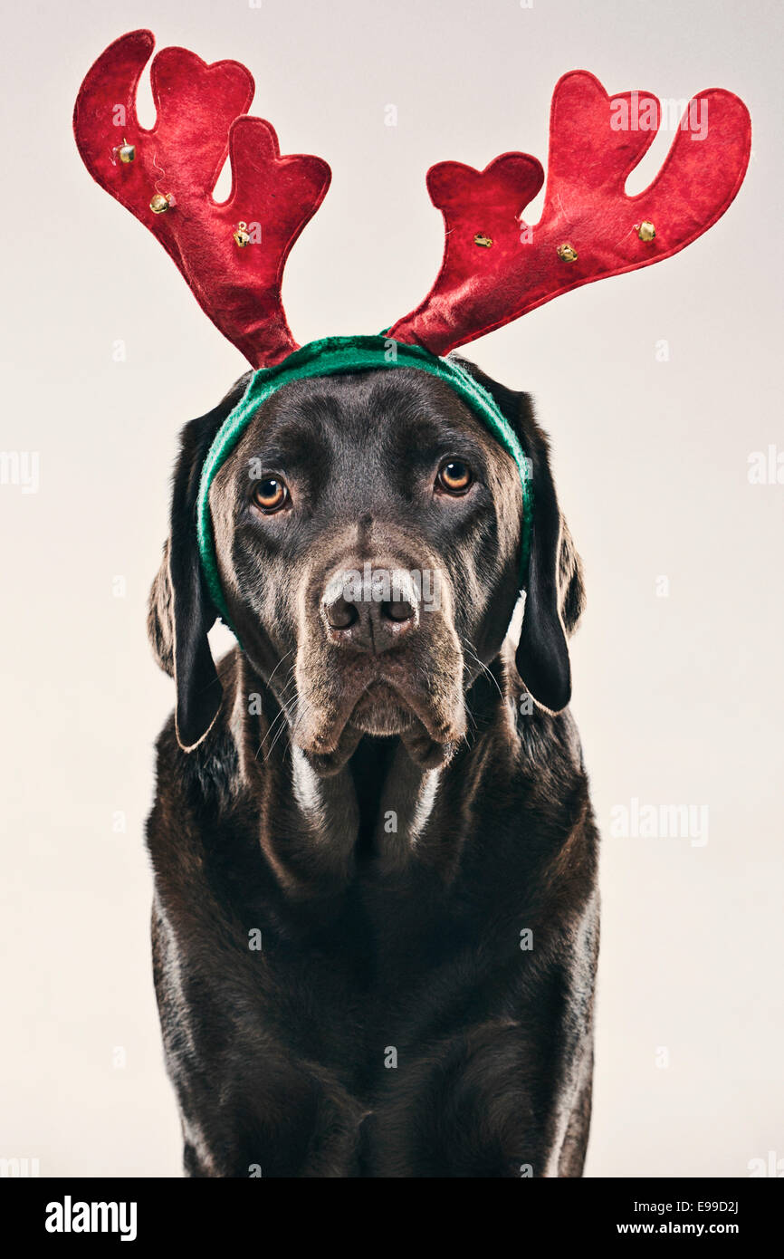 Chocolate Labrador with Antlers Stock Photo