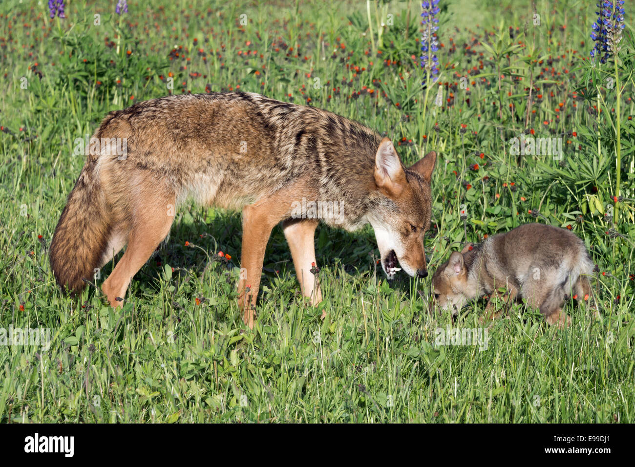 Female coyote and pup on an interesting smell, near Sandstone