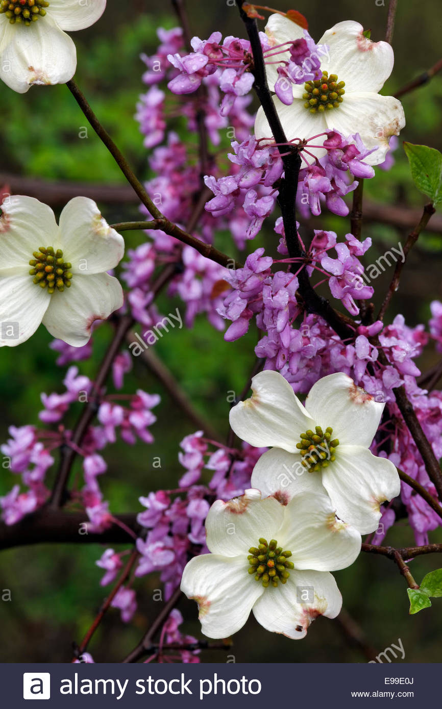 Redbud Tree Stock Photos & Redbud Tree Stock Images Alamy