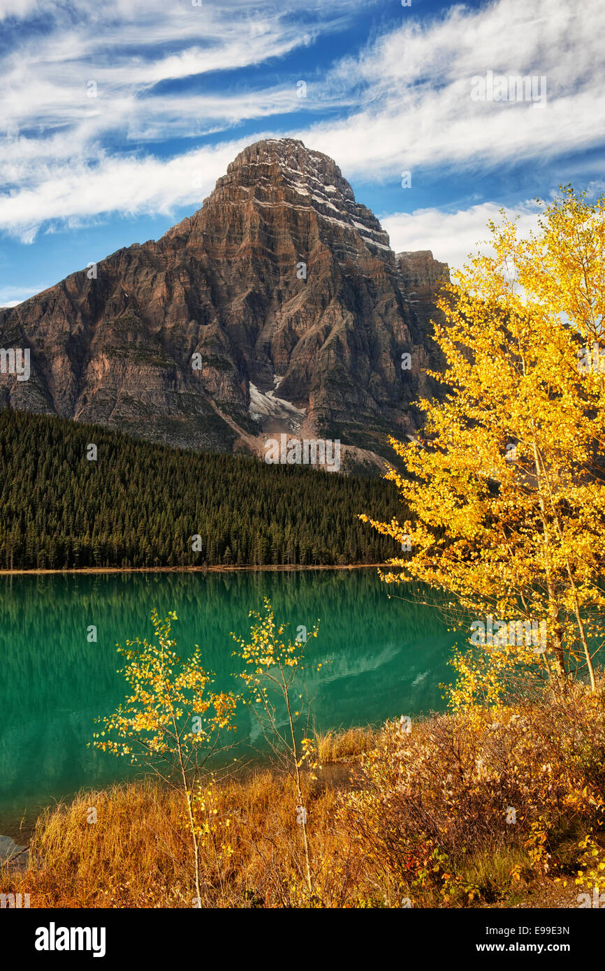 Autumn gold aspen along Waterfowl Lake with Mt Chephren in Alberta's Canadian Rockies and Banff National Park. Stock Photo
