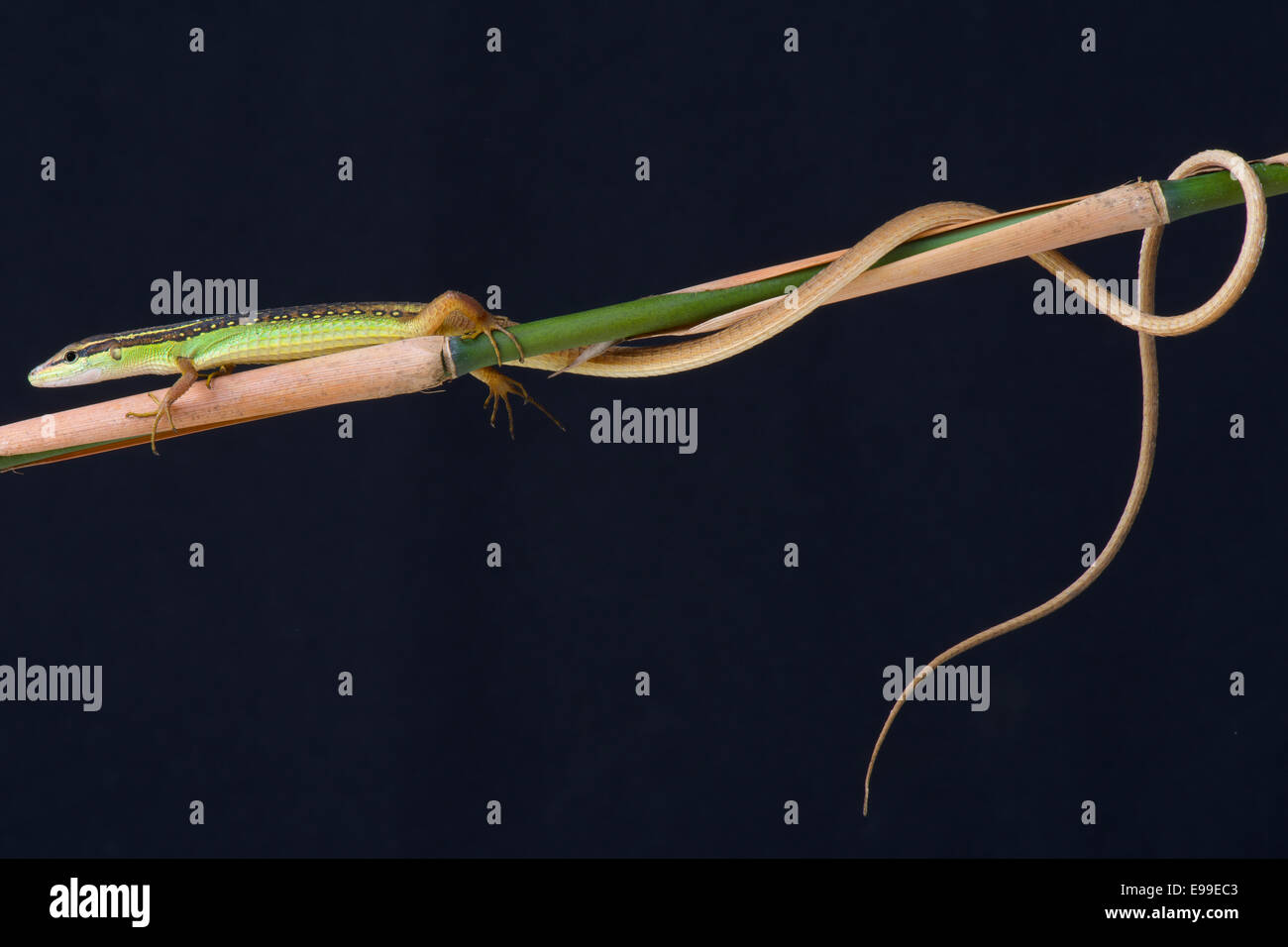Grass lizard / Takydromus septentrionalis Stock Photo