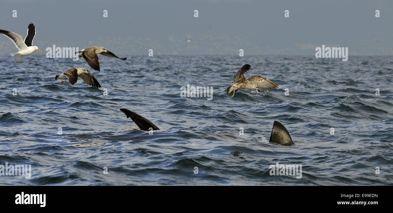 Fin of a white shark and Seagulls eat oddments from prey of a Great white shark (Carcharodon carcharias) Stock Photo