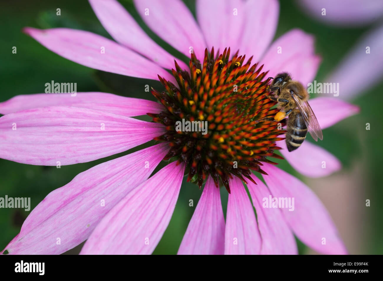 A close-up shot of a blooming coneflower with a bee gathering pollen Stock Photo
