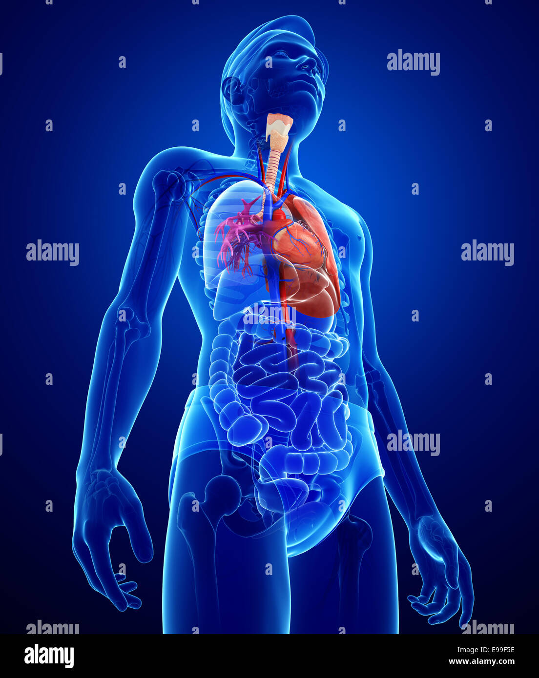 Illustration of male lungs anatomy Stock Photo - Alamy