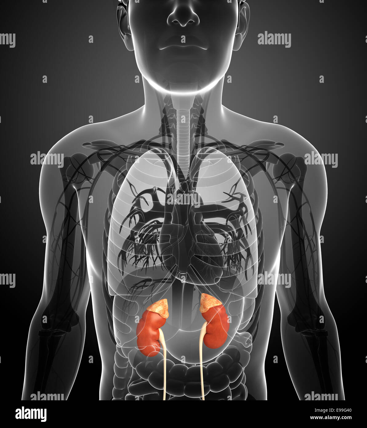 Illustration of Male urinary system Stock Photo - Alamy