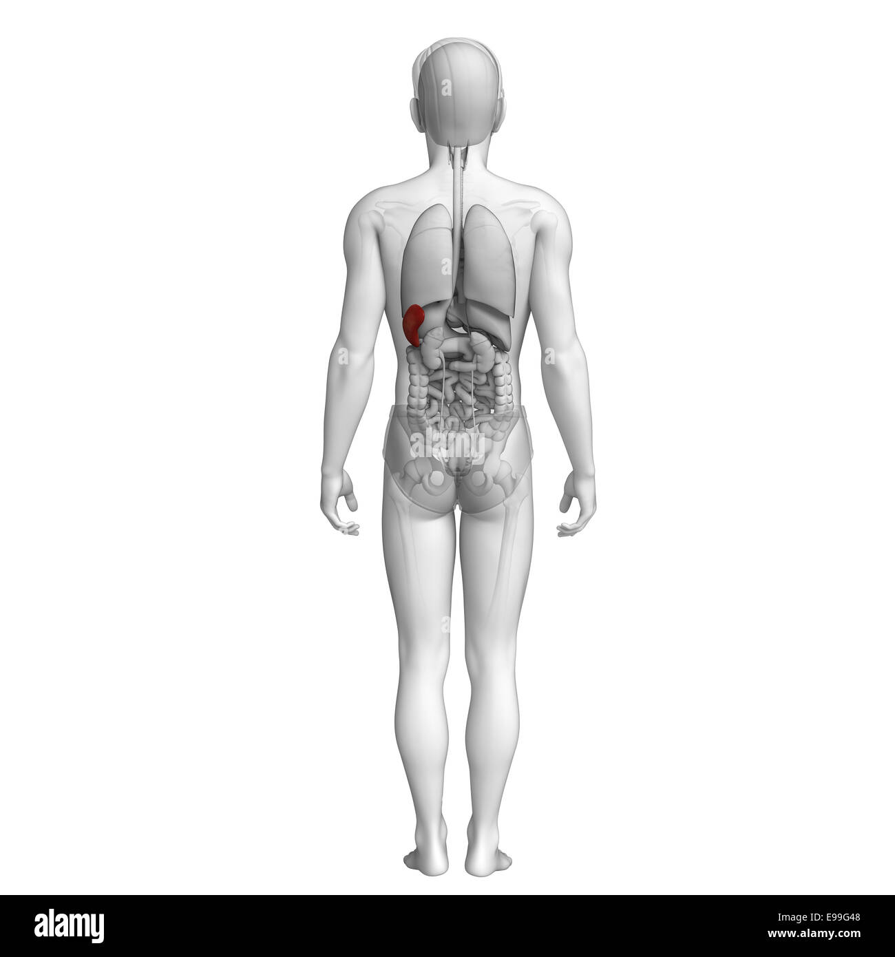 Illustration of male spleen anatomy Stock Photo Alamy