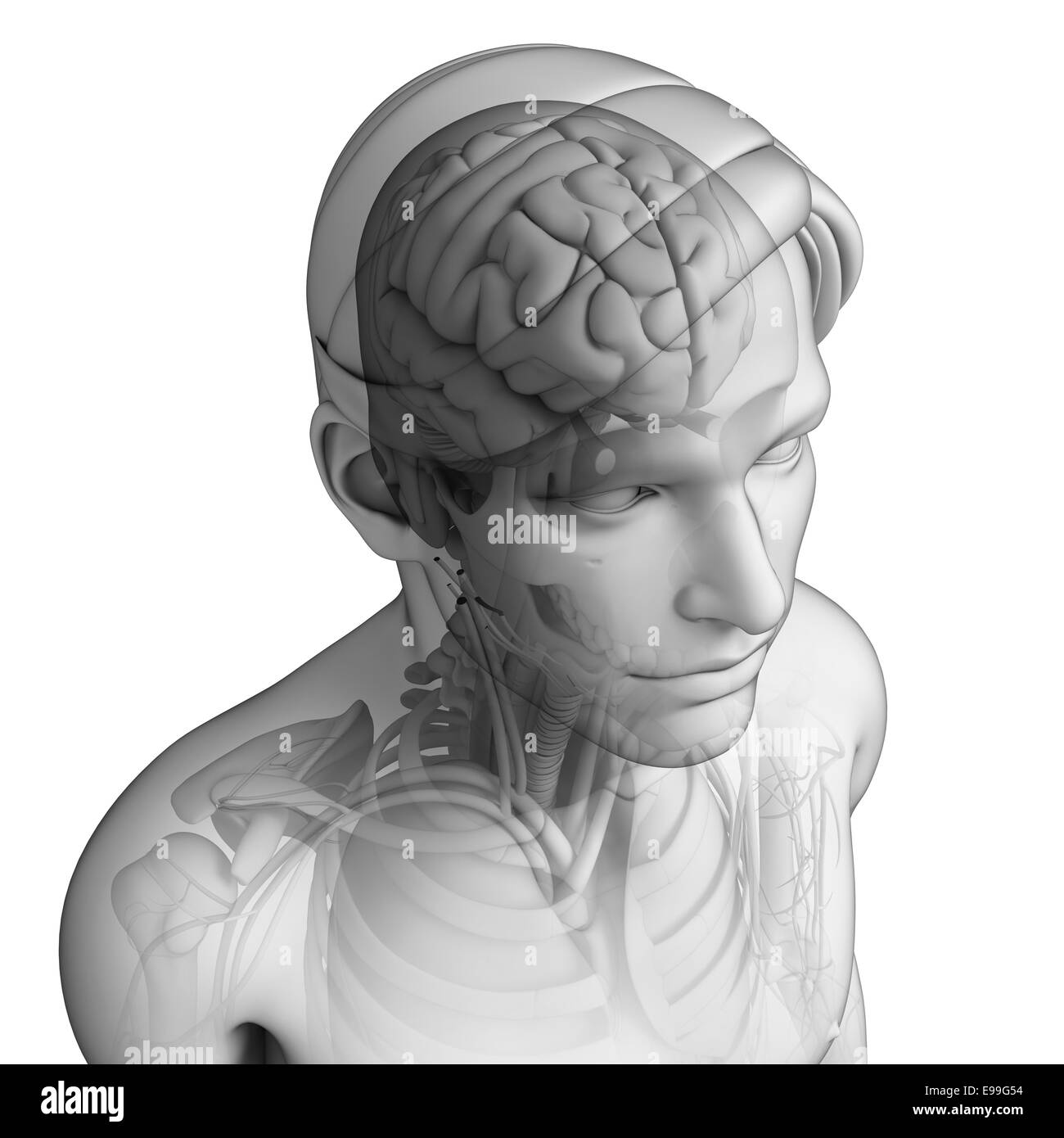 Illustration of human head anatomy Stock Photo