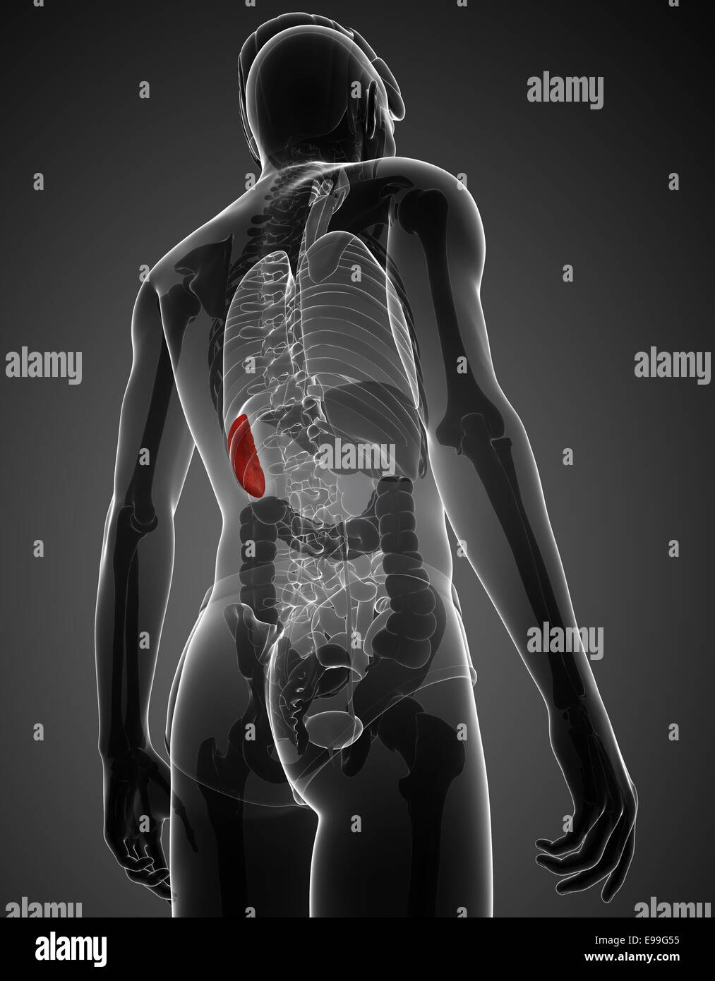 Illustration of male spleen anatomy Stock Photo - Alamy