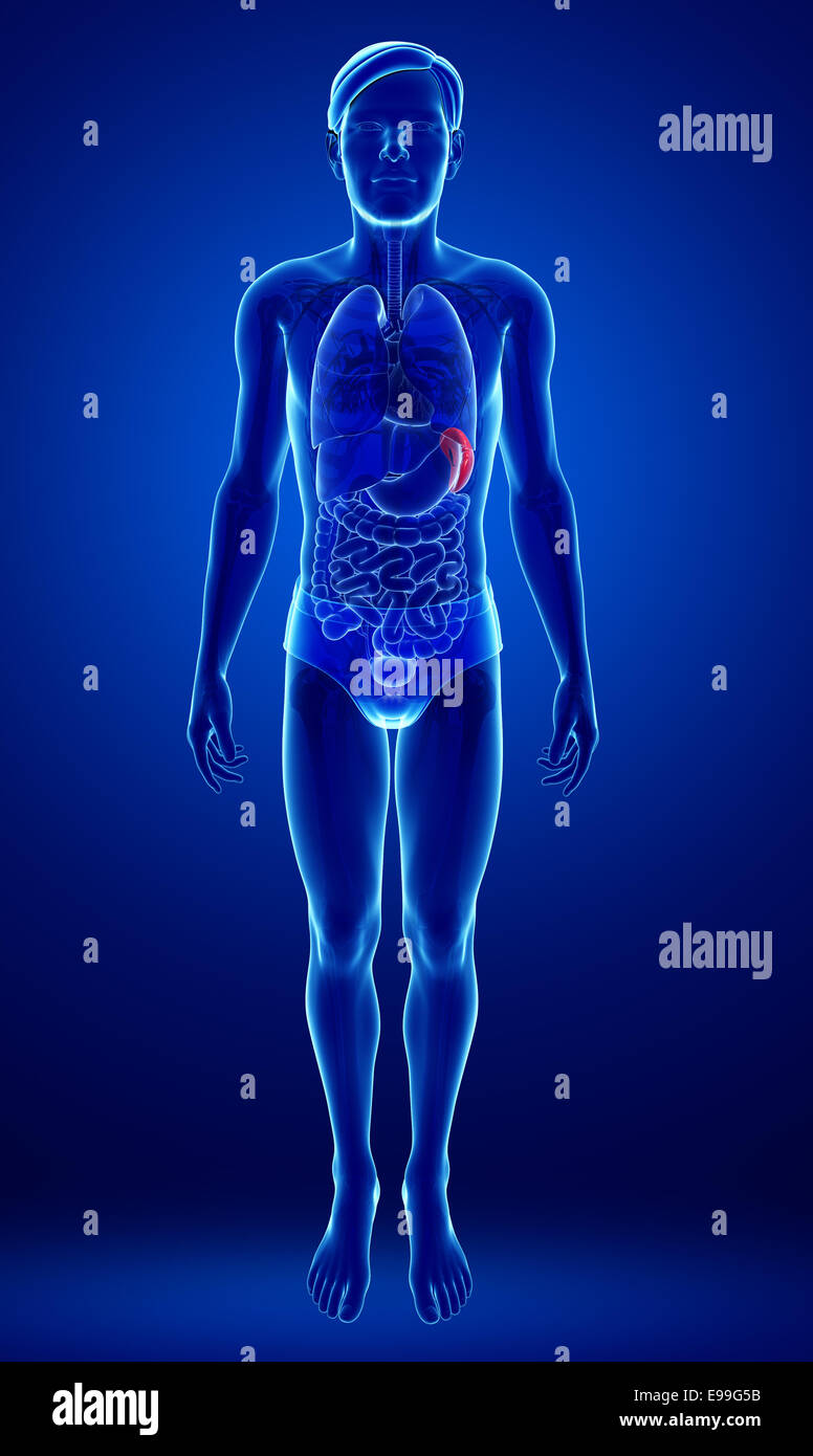 Illustration of male spleen anatomy Stock Photo - Alamy