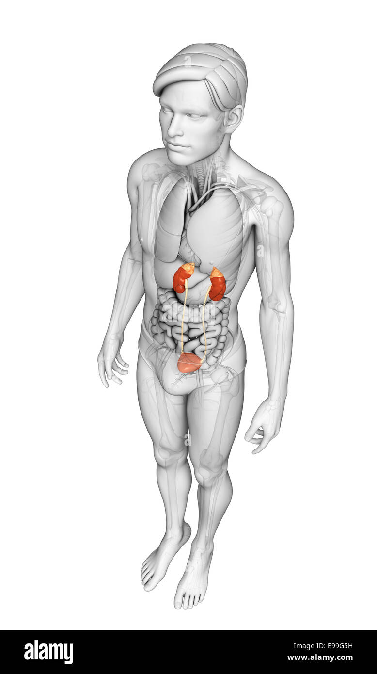 Illustration of Male urinary system Stock Photo - Alamy