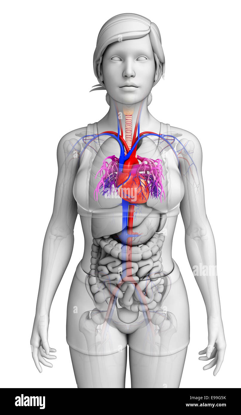 Illustration of Female heart anatomy Stock Photo