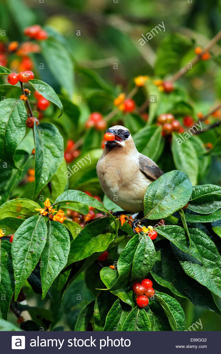 Bird Eating Berries Stock Photos & Bird Eating Berries Stock Images Alamy