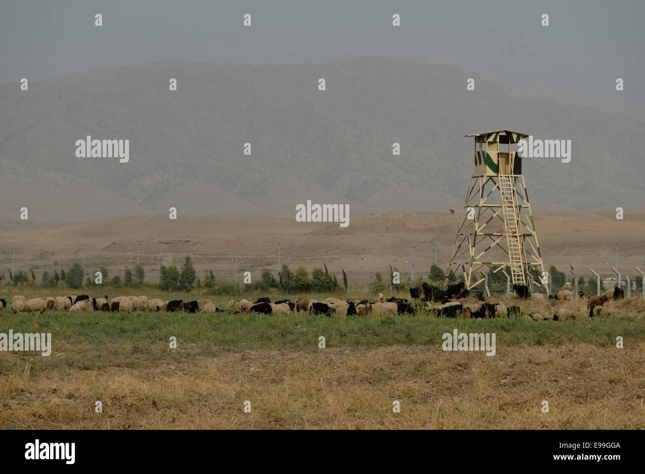 Sheep herding near a Kurdish Peshmerga military compound near Dohuk northern  Iraq Stock Photo